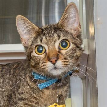 ORVILLE -  Domestic Short Hair Cat for Adoption in St. Louis, Missouri - ORVILLE | PetCurious