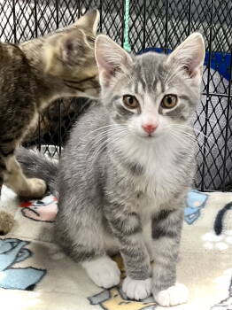 Rescue Domestic Short Hair Cats for Adoption in Estherville, Iowa - Thor | PetCurious