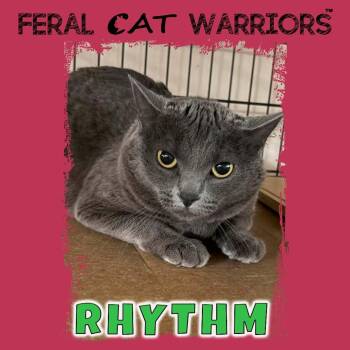 Rhythm -  Domestic Short Hair Cat for Adoption in Kingman, Arizona - Rhythm | PetCurious