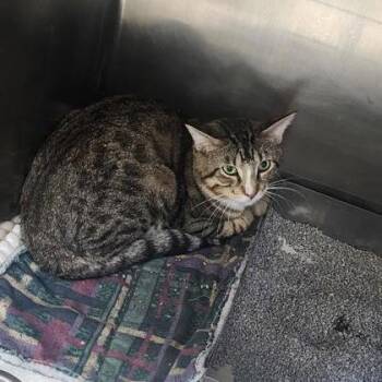 Pep -  Domestic Short Hair Cat for Adoption in Baraboo, Wisconsin - Pep | PetCurious