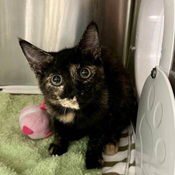 Matilda -  Domestic Short Hair Cat for Adoption in Cumming, Georgia - Matilda | PetCurious