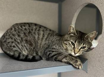 Domestic Short Hair Cats Available for Adoption in Aliquippa, Pennsylvania - BEGONIA | PetCurious