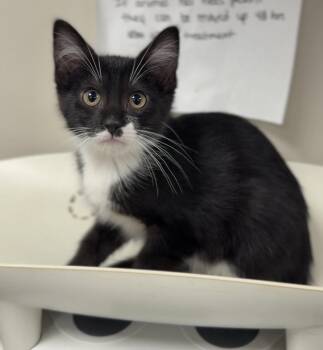 Eliza -  Domestic Short Hair Cat for Adoption in Bemidji, Minnesota - Eliza | PetCurious