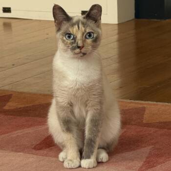 Snowy -  Siamese and Domestic Short Hair Cat for Adoption in Washington, District Of Columbia - Snowy | PetCurious