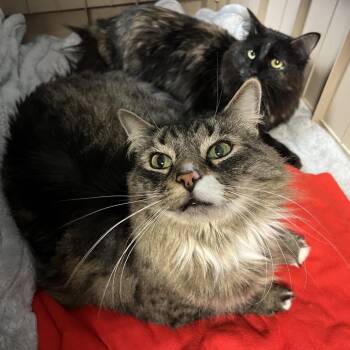Domestic Long Hair Cats Available for Adoption in Las Vegas, Nevada - Taz | PetCurious