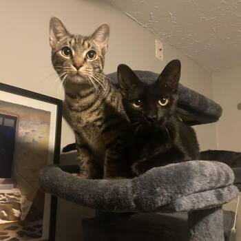 Rescue Domestic Short Hair Cats for Adoption in Royal Oak, Michigan - Colin & Glenn | PetCurious