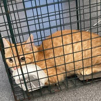 Rigby -  Domestic Short Hair Cat for Adoption in Montgomery, Alabama - Rigby | PetCurious