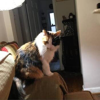 Patches -  Domestic Long Hair Cat for Adoption in Ferndale, Michigan - Patches | PetCurious