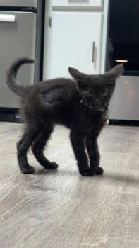 THE DARK DRAGON -  Domestic Short Hair Cat for Adoption in Omaha, Nebraska - THE DARK DRAGON | PetCurious