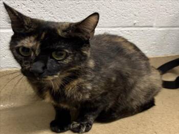 Domestic Short Hair Cats Available for Adoption in Derwood, Maryland - MITTENS | PetCurious