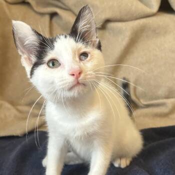 Tommy Pickles -  Domestic Short Hair Cat for Adoption in Philadelphia, Pennsylvania - Tommy Pickles | PetCurious