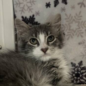 Colin Jost -  Domestic Long Hair Cat for Adoption in Chicago, Illinois - Colin Jost | PetCurious