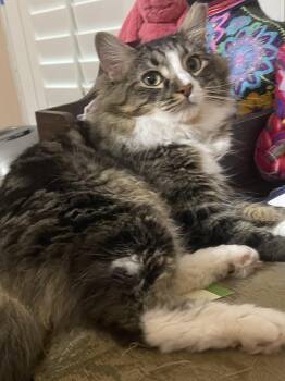 Chloe -  Domestic Long Hair Cat for Adoption in San Antonio, Texas - Chloe | PetCurious