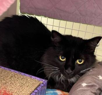 Marshal -  Domestic Long Hair Cat for Adoption in Kansas City, Missouri - Marshal | PetCurious