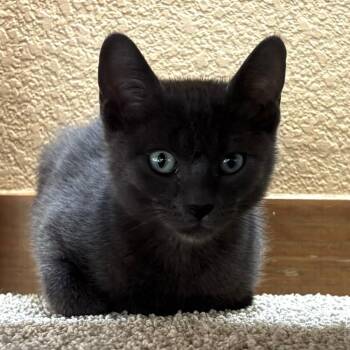 Ho Ho -  Domestic Short Hair Cat for Adoption in Fort Collins, Colorado - Ho Ho | PetCurious