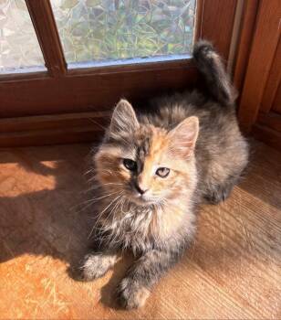 Domestic Medium Hair Cats Available for Adoption in Reno, Nevada - Emily | PetCurious