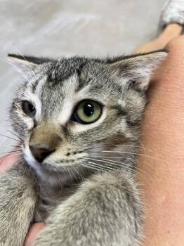 Snap Pea -  Domestic Short Hair Cat for Adoption in Dayton, Minnesota - Snap Pea | PetCurious