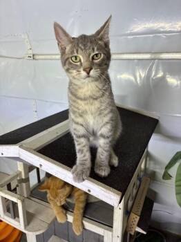 Cujo -  Domestic Short Hair Cat for Adoption in Grand Rapids, Michigan - Cujo | PetCurious