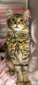 Domestic Long Hair Cats Available for Adoption - Dunkin | PetCurious