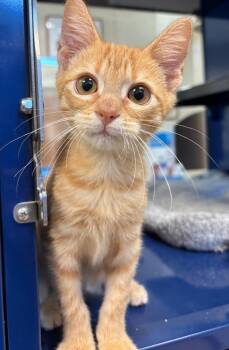 Rocket -  Domestic Short Hair Cat for Adoption in Little Elm, Texas - Rocket | PetCurious