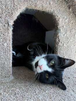 Domestic Short Hair Cats Available for Adoption in Calgary, Alberta - Eggnog | PetCurious