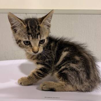 Macy -  Domestic Short Hair Cat for Adoption in Tampa, Florida - Macy | PetCurious