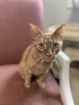 Rescue Domestic Short Hair Cats for Adoption in Suffolk, Virginia - Sissy | PetCurious