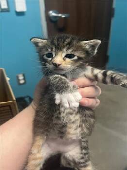 A656222 -  Domestic Short Hair Cat for Adoption in Houston, Texas - A656222 | PetCurious
