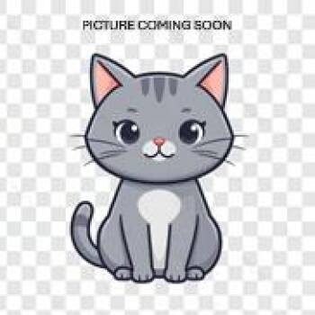 Silent Bob -  Domestic Short Hair Cat for Adoption in Prosper, Texas - Silent Bob | PetCurious