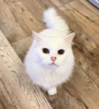 Ragdoll Cats Available for Adoption - Luna 4.1.21 & Nina 4.1.20 | PetCurious