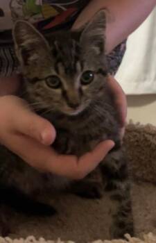 Rescue Tabby and Domestic Short Hair Cats for Adoption in Warr Acres, Oklahoma - Sora | PetCurious