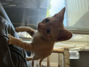 Domestic Short Hair Cats Available for Adoption in Rio Linda, California - Maggie | PetCurious