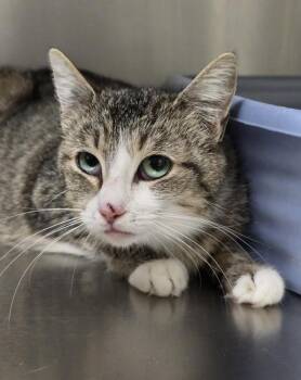 Gracie - Barn Cat -  Domestic Short Hair Cat for Adoption in Vancouver, Washington - Gracie - Barn Cat | PetCurious