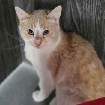 Little Mama -  Domestic Short Hair Cat for Adoption in Lakewood, Colorado - Little Mama | PetCurious