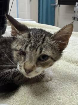 Stitch -  Domestic Short Hair Cat for Adoption in Fishers, Indiana - Stitch | PetCurious