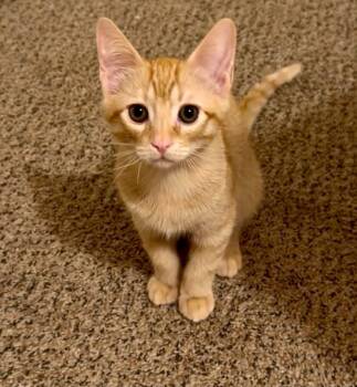 Archie Barden -  Tabby and Domestic Short Hair Cat for Adoption in Chandler, Arizona - Archie Barden | PetCurious