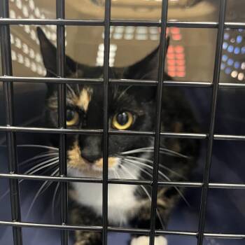 Mrs Wiskers -  Domestic Short Hair Cat for Adoption in Greensboro, North Carolina - Mrs Wiskers | PetCurious