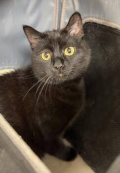 Nightshade -  Domestic Short Hair Cat for Adoption in Bemidji, Minnesota - Nightshade | PetCurious