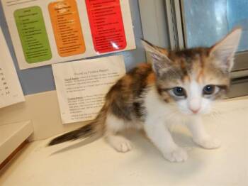 PRINCESS -  Domestic Short Hair Cat for Adoption in San Jose, California - PRINCESS | PetCurious