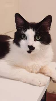 Domestic Medium Hair Cats Available for Adoption in Newtown Square, Pennsylvania - Chappy | PetCurious