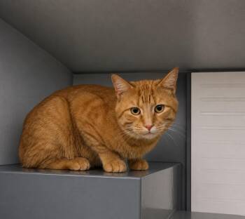 Poehler Fields -  Domestic Short Hair Cat for Adoption in Fort Lupton, Colorado - Poehler Fields | PetCurious