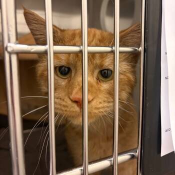 Rescue Domestic Short Hair Cats for Adoption in Council Bluffs, Iowa - Chowder | PetCurious