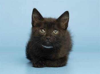 Domestic Long Hair Cats Available for Adoption in Phoenix, Arizona - GARFLYN | PetCurious