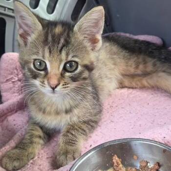 Dot -  Domestic Short Hair Cat for Adoption in Evansville, Indiana - Dot | PetCurious