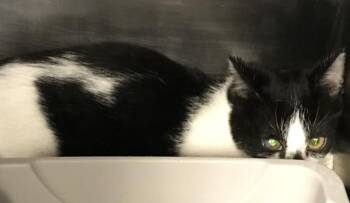 Rescue Domestic Short Hair Cats for Adoption in Conroe, Texas - A420545 | PetCurious