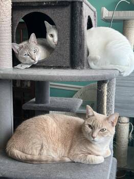 Domestic Short Hair Cats Available for Adoption - REMY-shy | PetCurious