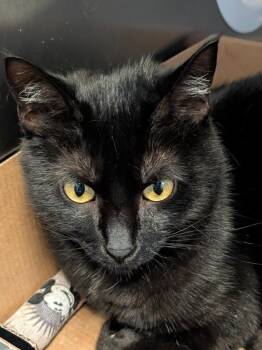 RILIE -  Domestic Short Hair Cat for Adoption in Sandusky, Ohio - RILIE | PetCurious