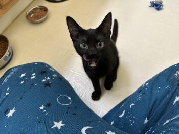 Coffee -  Domestic Short Hair Cat for Adoption in Elkton, Maryland - Coffee | PetCurious