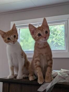 J Roc -  Domestic Short Hair Cat for Adoption in Adrian, Michigan - J Roc | PetCurious