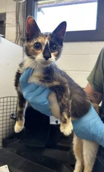 Lucinda -  Domestic Short Hair Cat for Adoption in Spruce Pine, North Carolina - Lucinda | PetCurious